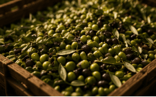CYRHANA — Freshly harvested olives ready for cold pressing